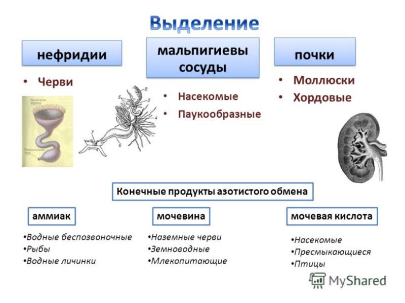 Выделение у растений и животных 6 класс пасечник презентация