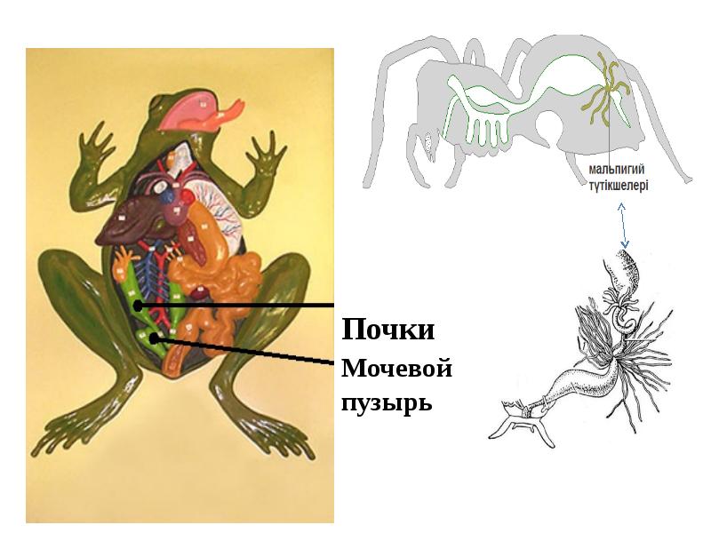 Выделительная система животных презентация