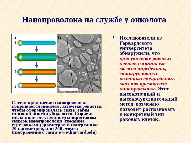 Ученые отмечают что в высокоразвитых странах на первый план выходят биотехнологии нанотехнологии