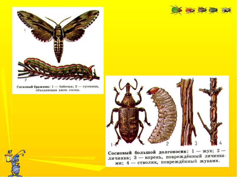 Насекомые вредные и полезные презентация для детей
