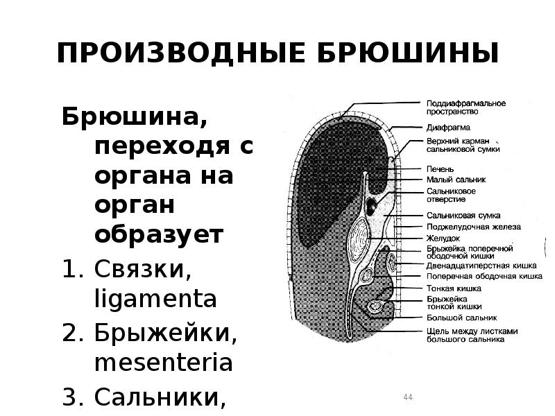 Брюшина на латинском