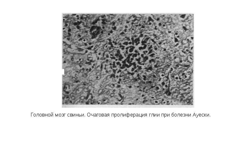 Болезнь ауески у животных презентация