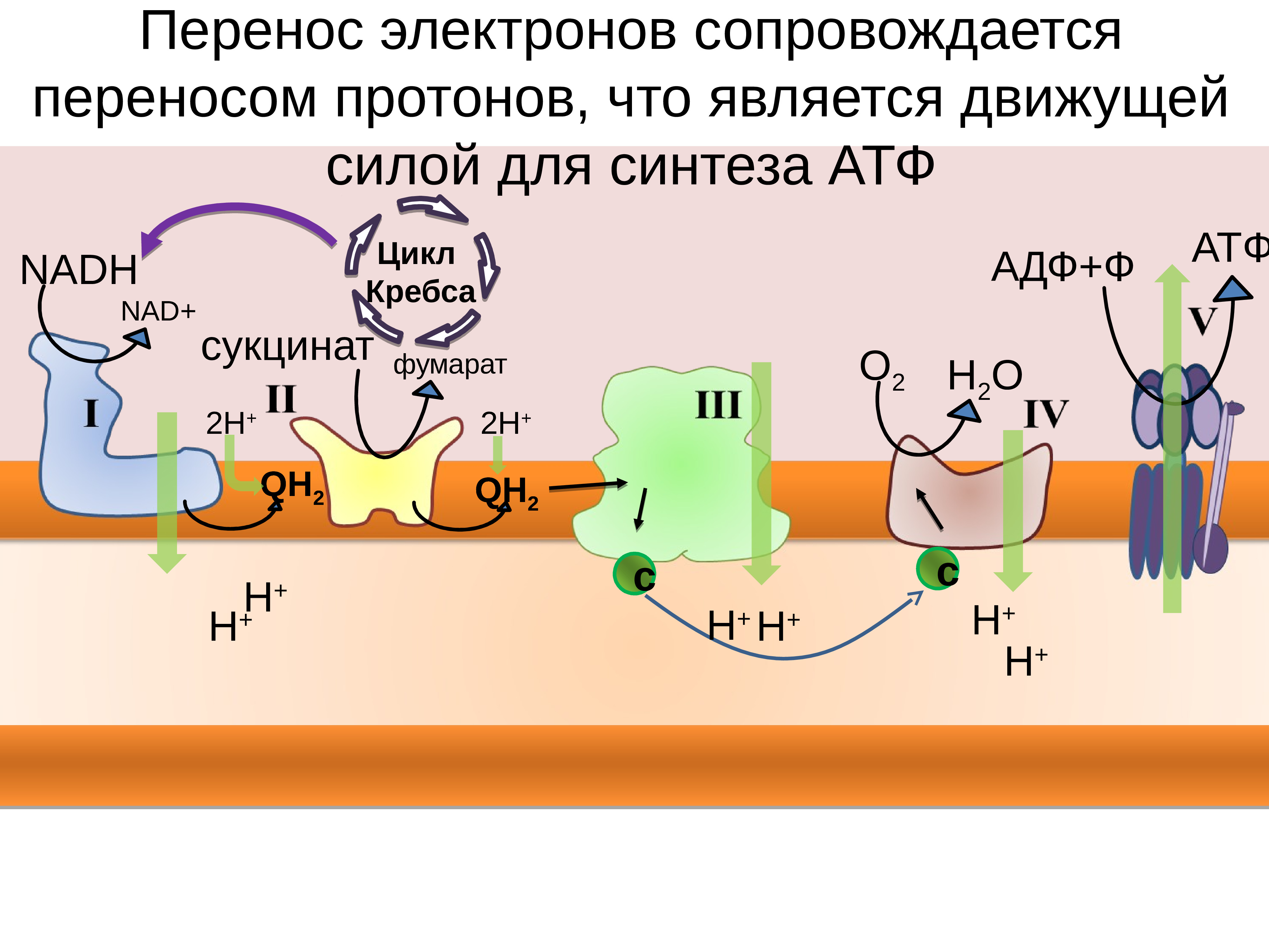 Цепь переноса электронов в митохондриях. Цикл переноса электронов. Перенос электронов от сукцината на о2. Гликолиз цикл Кребса окислительное фосфорилирование. С-субъединицы переносят электроны.