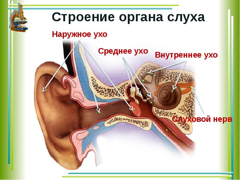 Анатомия презентация орган слуха