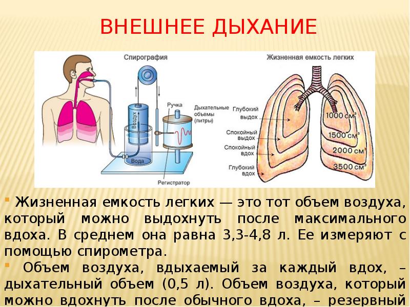 Определение дыхания картинки