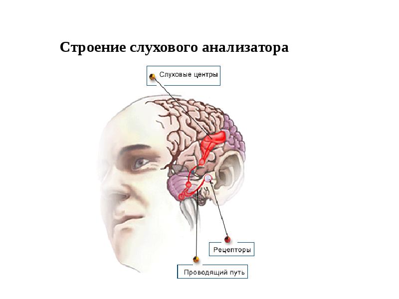 Физиология слухового анализатора презентация