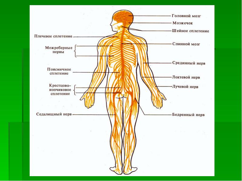 Нервная система человека рисунок с подписями