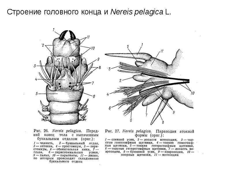 Параподия нереиды рисунок