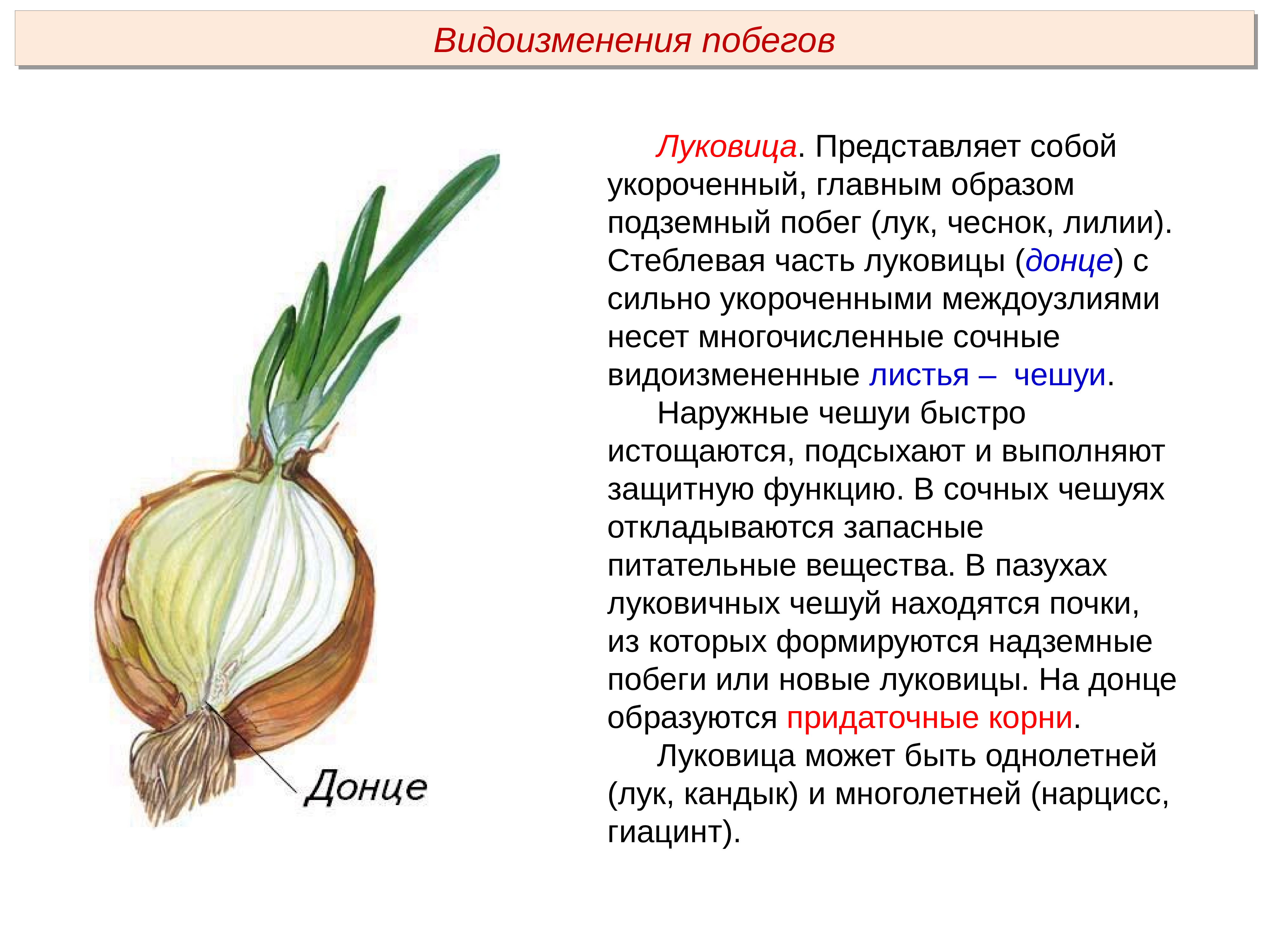 Пименов побег презентация