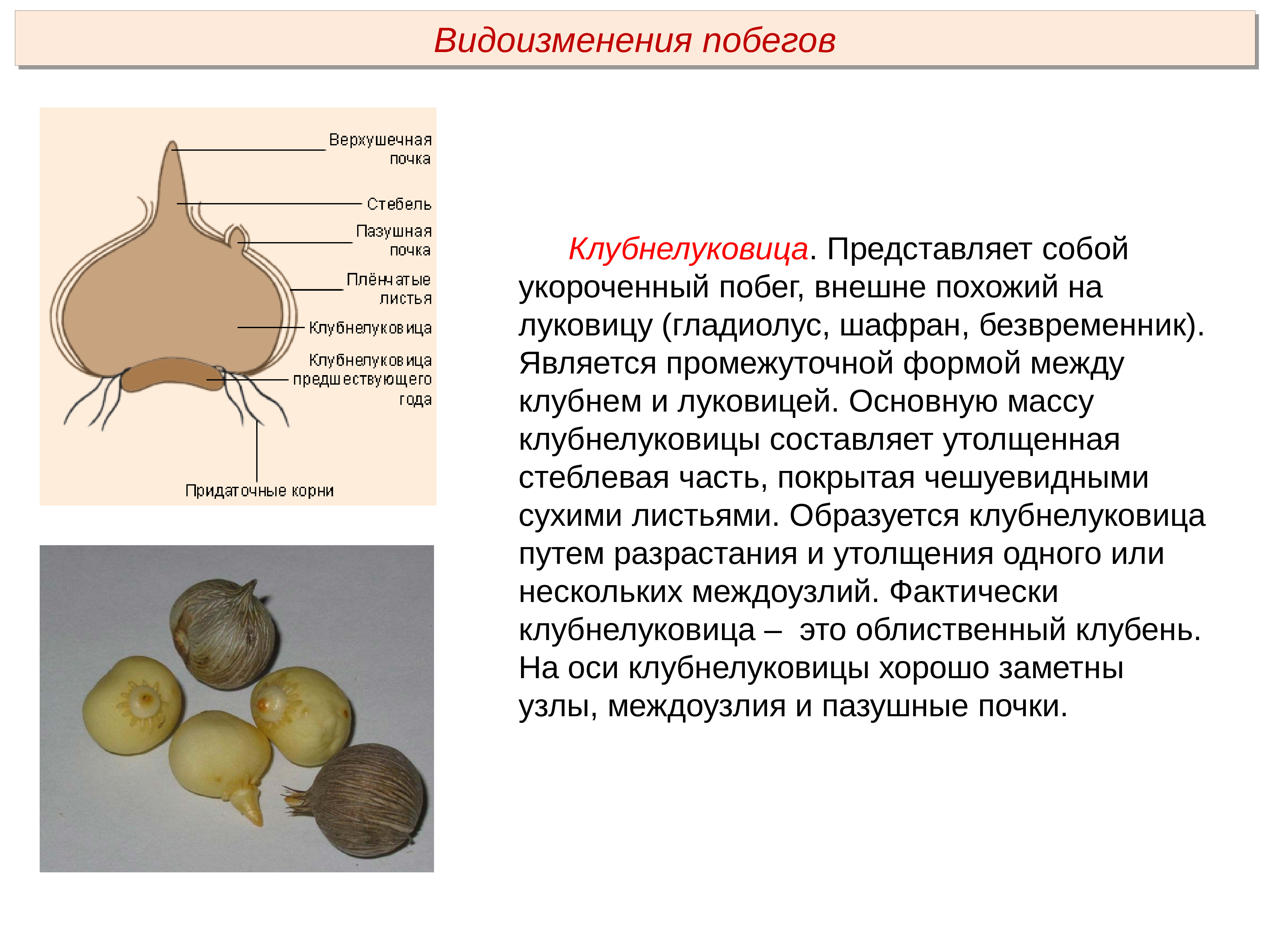 Чем отличается луковица от клубня. Клубнелуковица строение. Клубень побег. Морфология клубня. Видоизменения побегов.