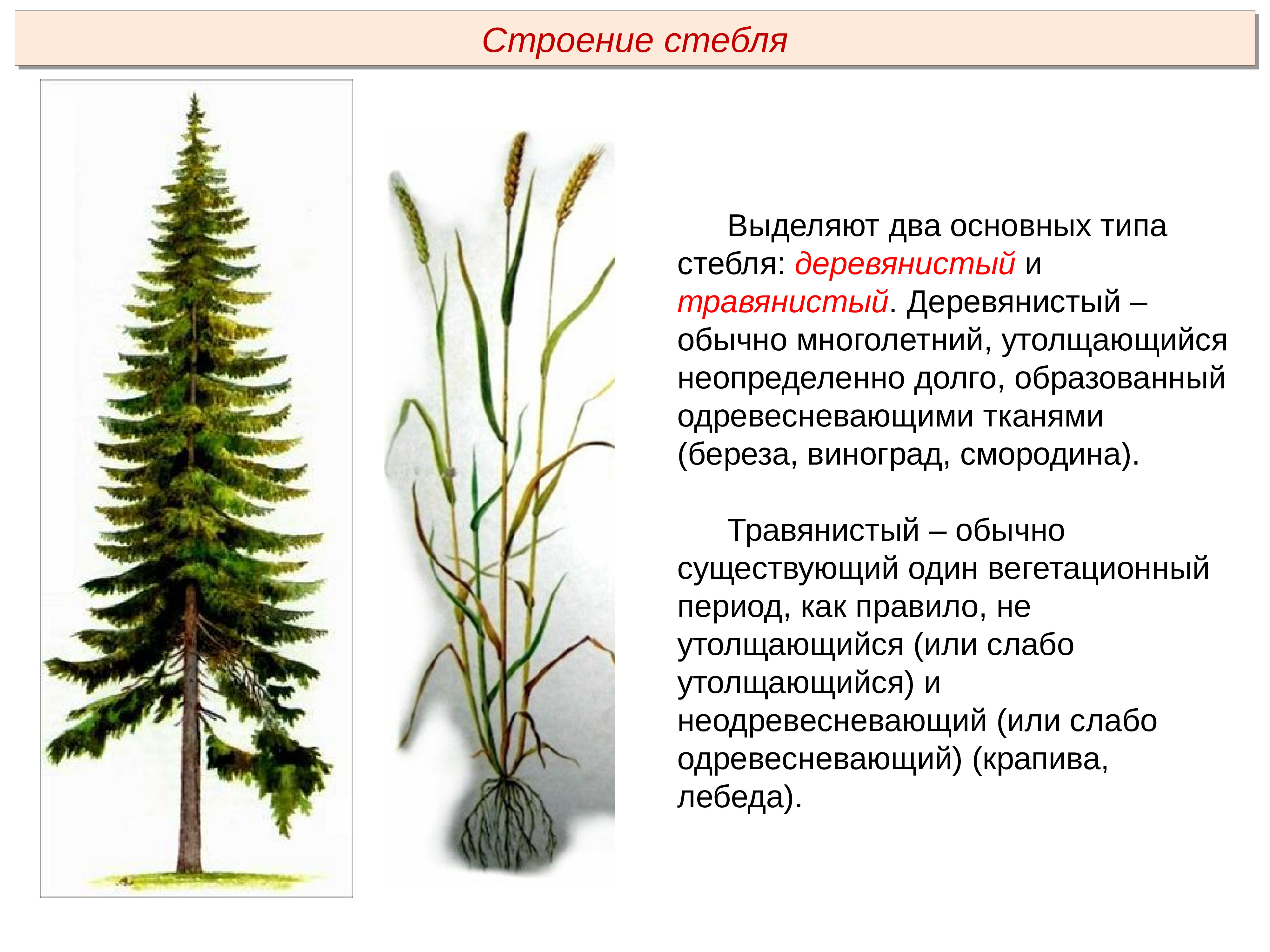 Травянистый стебель. Травянистые и деревянистые стебли. Одревесневший стебель. Типы стеблей травянистые и деревянистые. Типы стеблей деревянистые.