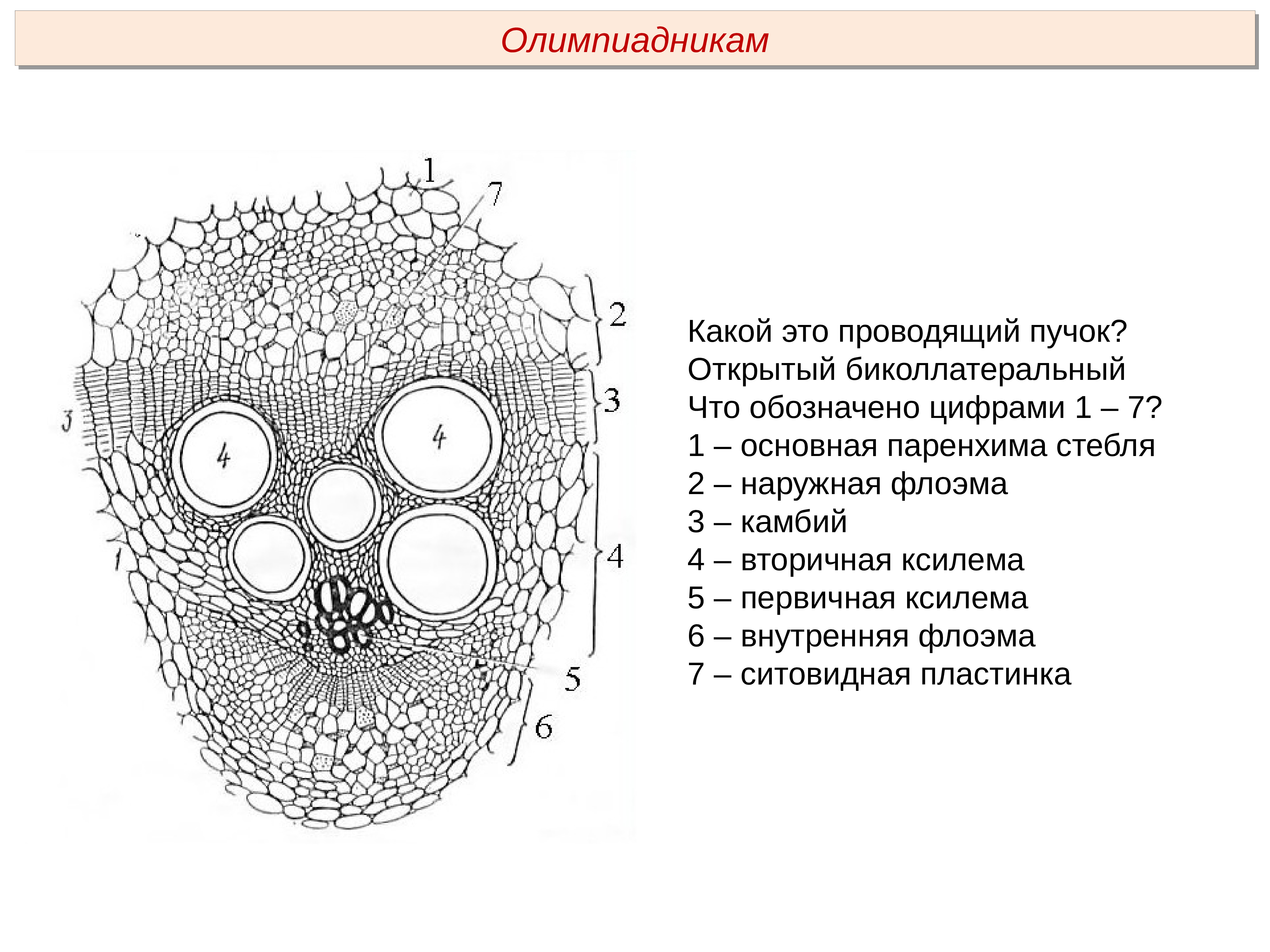 Схема стебля тыквы