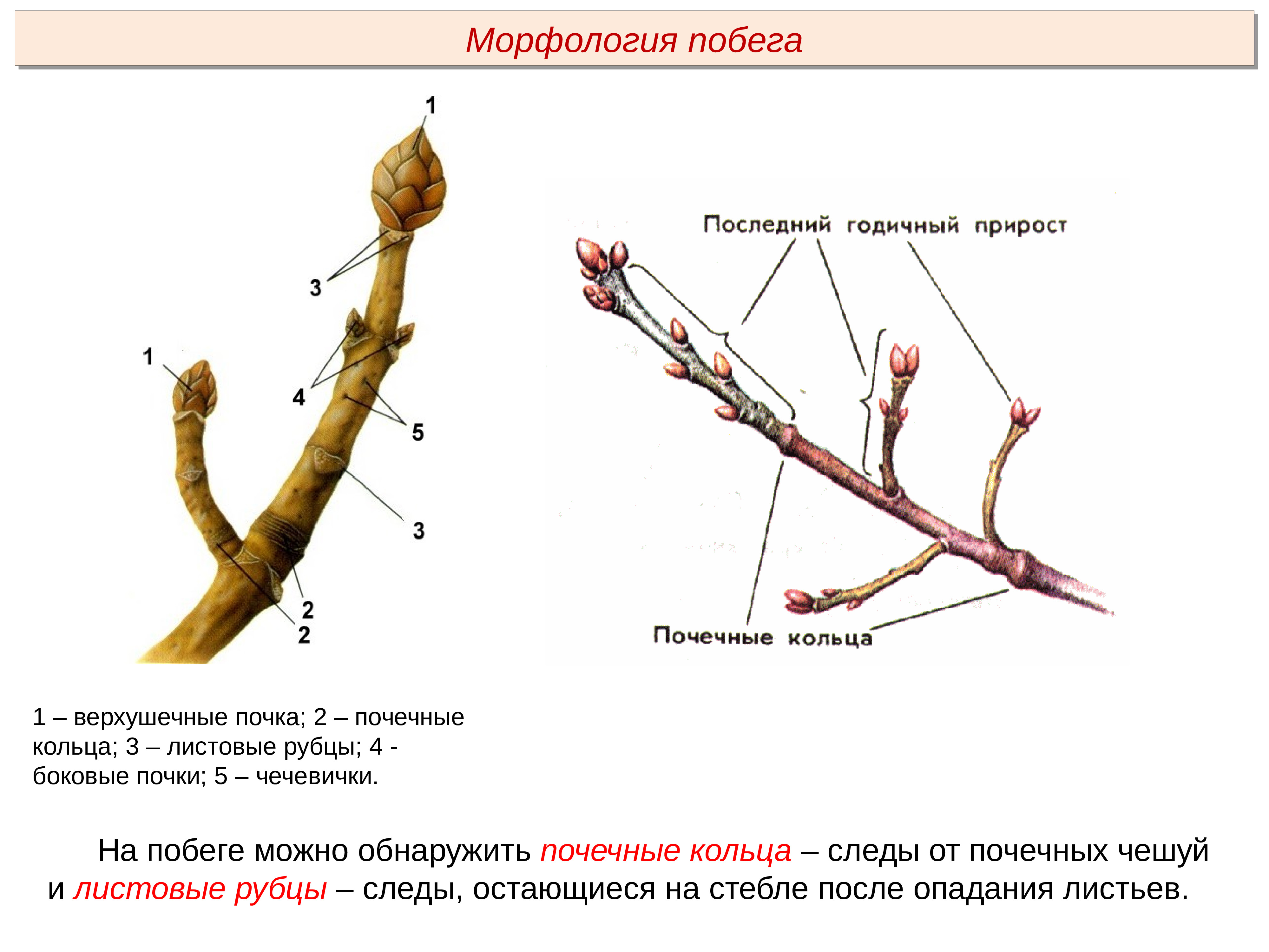 Морфология побега древесных растений