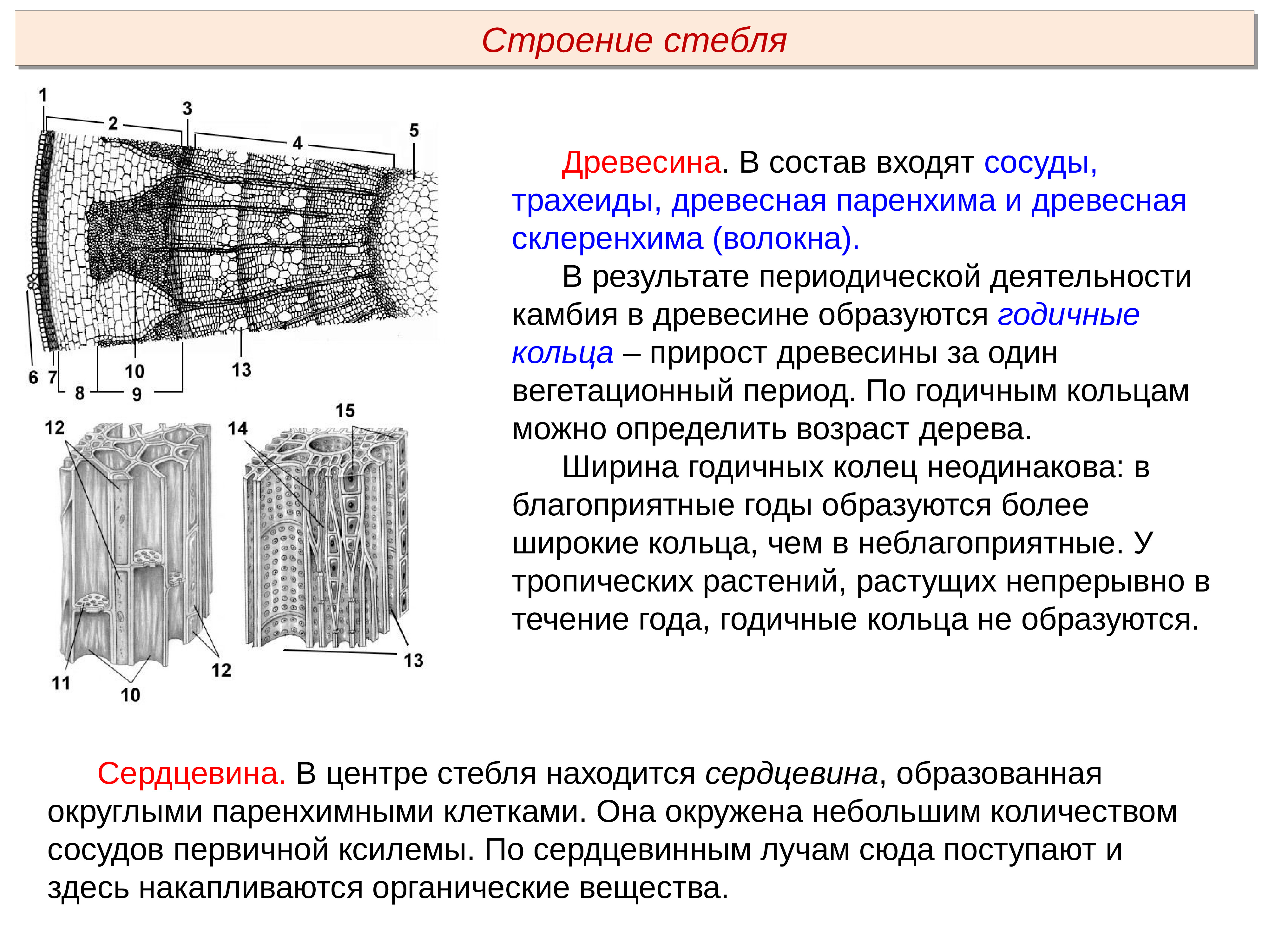 Какая функция у сосудов стебля