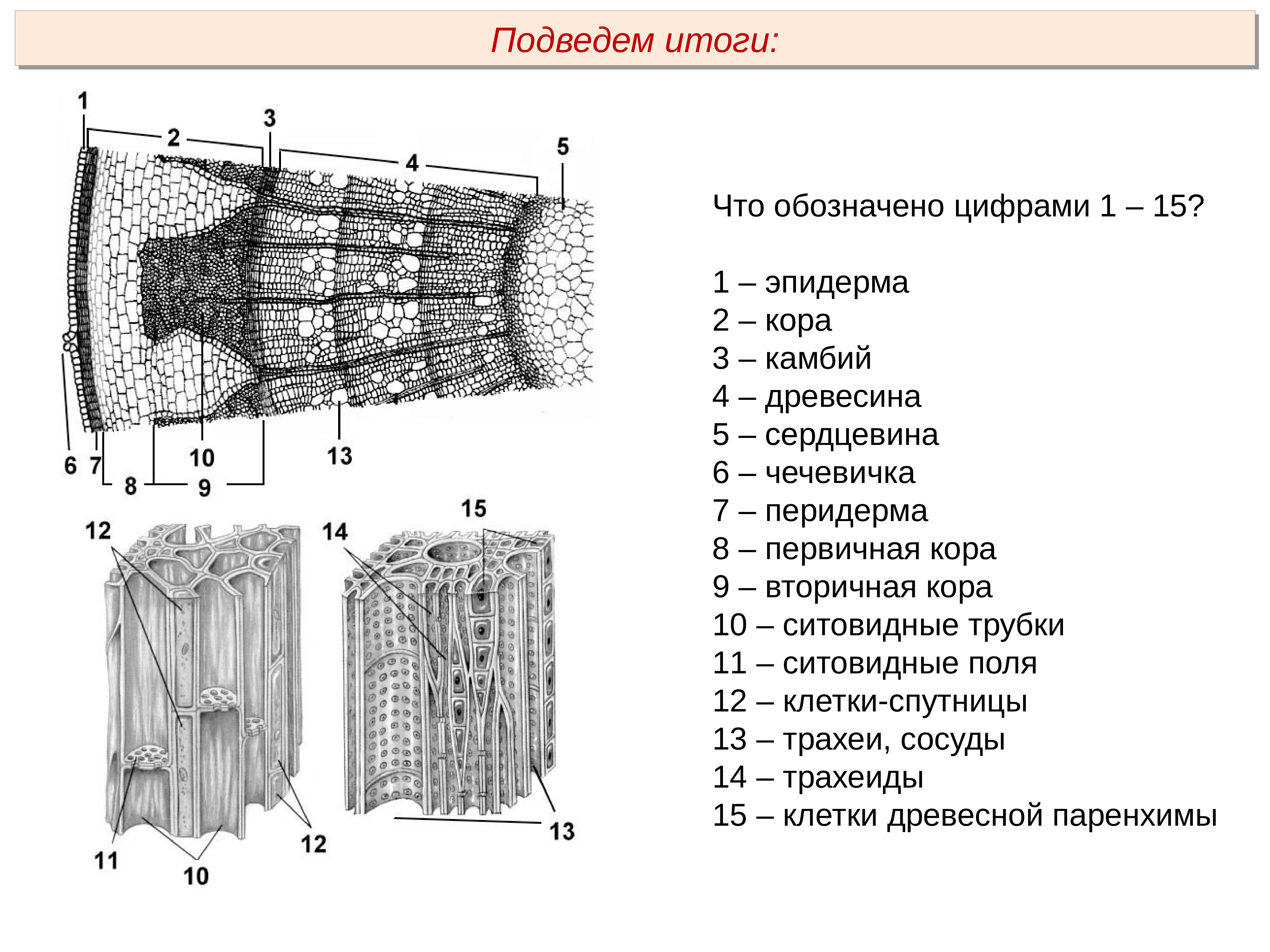 Ткань камбия биология 6 класс. Клетки камбия характеристика. Внутреннее строение стебля. Клетки камбия рисунок. Растительные ткани камбий.