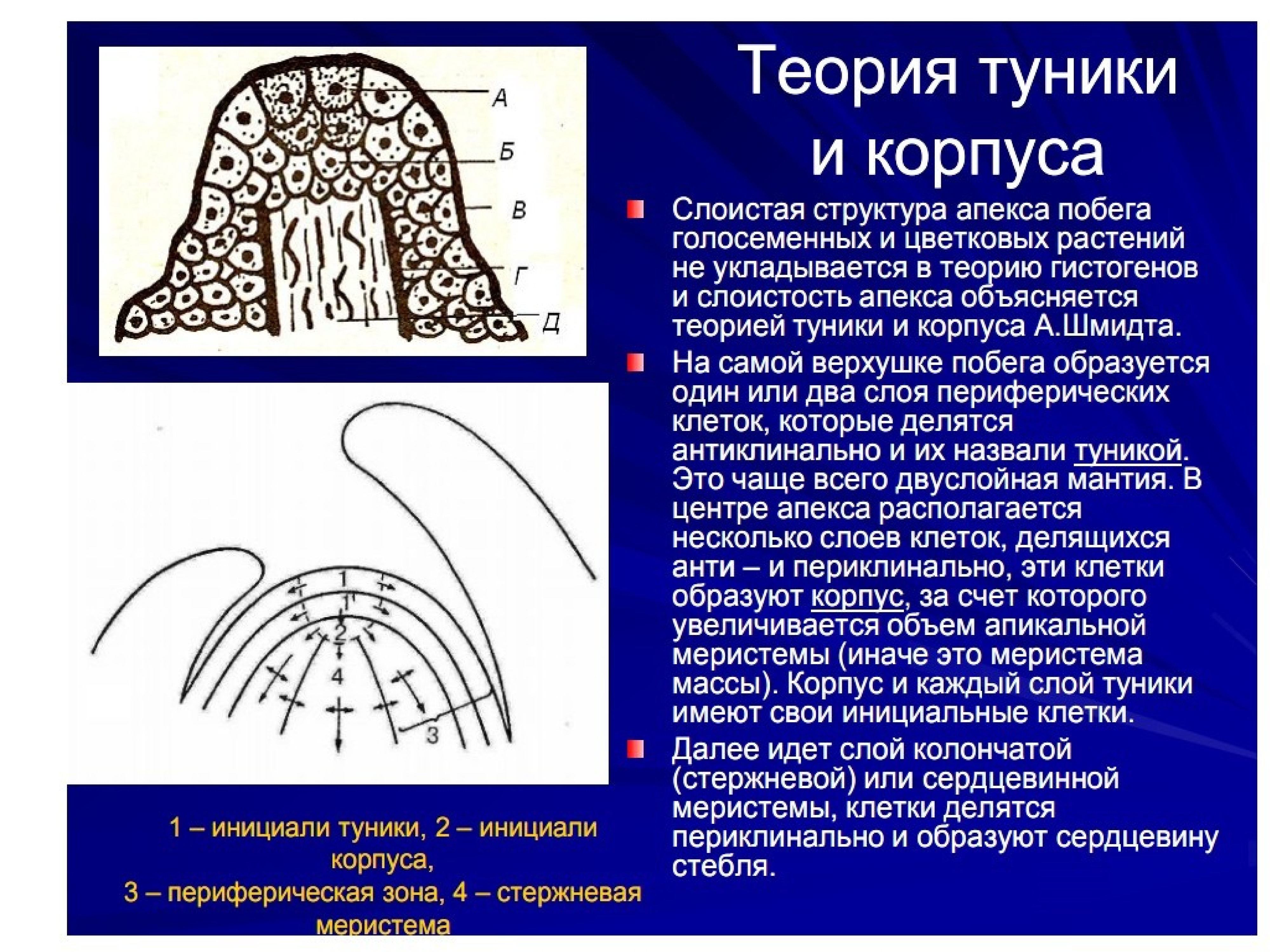 Пименов побег презентация