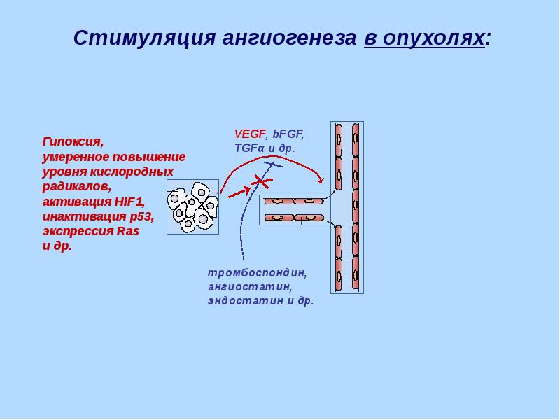 Контролируемая доставка факторов ангиогенеза презентация