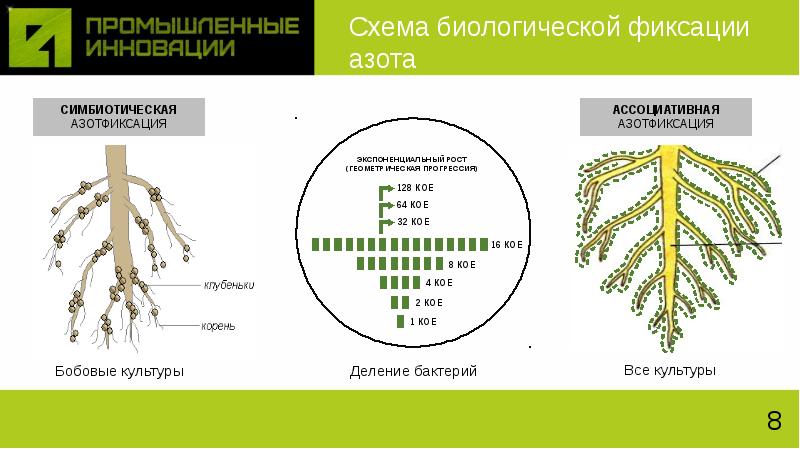 Способны к фиксации атмосферного азота