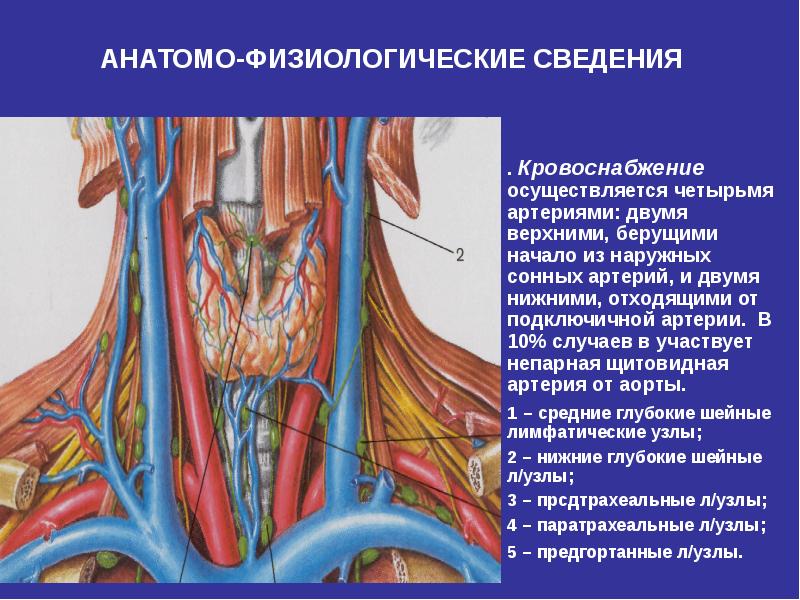 Кровоснабжение гортани схема