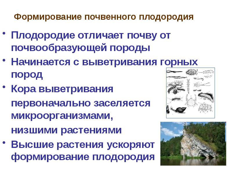 Почва отличается от горной породы. Отличие почвы от горной породы. Что отличает почву от горной породы. Почвообразующие породы, образовавшиеся в результате выветривания.