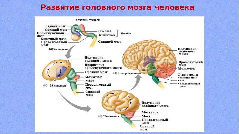 Таблица эволюции головного мозга. Развитие головного мозга человека. Эволюция головного мозга. Мед универ головной мозг. Mozg prezentația ppt.