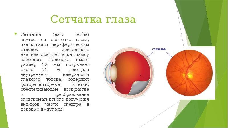Отделы сетчатки. Внутренняя оболочка глаза сетчатка. Внутренняя оболочка (сетчатка глаза) слои. Периферический отдел сетчатки. Внутренняя оболочка глазного яблока.