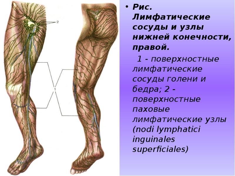А также внутренней поверхности. Лимфатические сосуды нижних конечностей анатомия. Лимфа система нижних конечностей схема. Лимфатическая система нижней конечности анатомия.