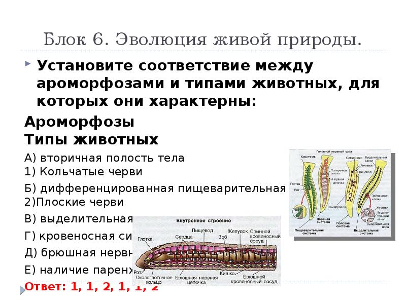 Установите соответствие вторичная полость тела