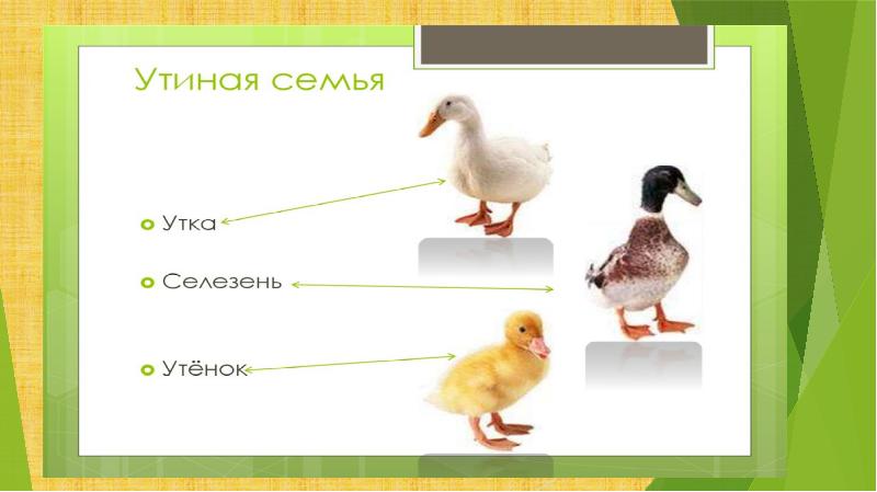 презентация для дошкольников домашние птицы. домашние птицы картинки с названиями для детей. ушинский к. дикие и домашние птицы для дошкольников. домашние птицы загадки для дошкольников.