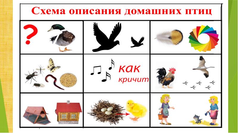 Птицы схема 1 класс