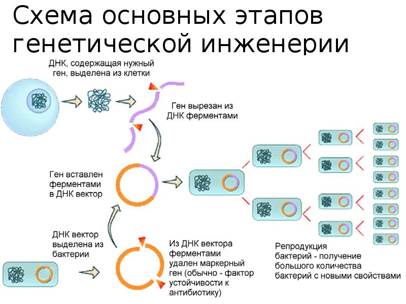 Генетическая помощь