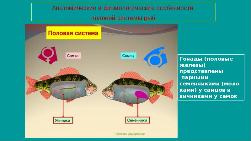 Половая система рыб