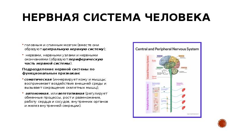 Периферическая нервная система неврология презентация