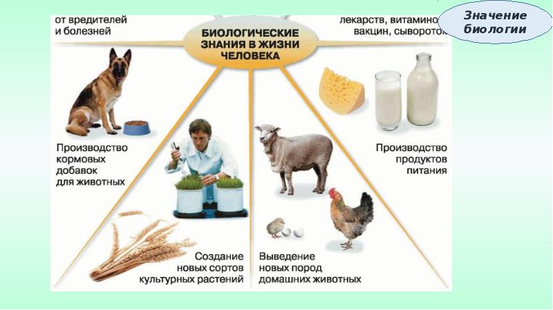 Презентация на тему биология в жизни каждого