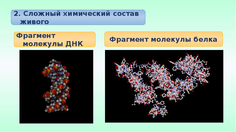 Проекты по общей биологии 9 класс