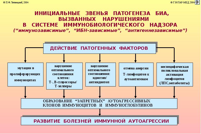 Иммунопатология патофизиология презентация