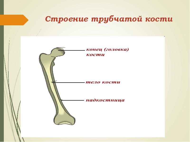 Какие функции выполняют трубчатые кости. Строение кости трубчатой кости. Схема строения трубчатой кости. Трубчатая кость строение. Строение трубочной кости.