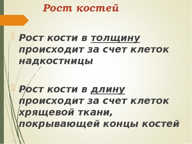 Рост костей в толщину за счет