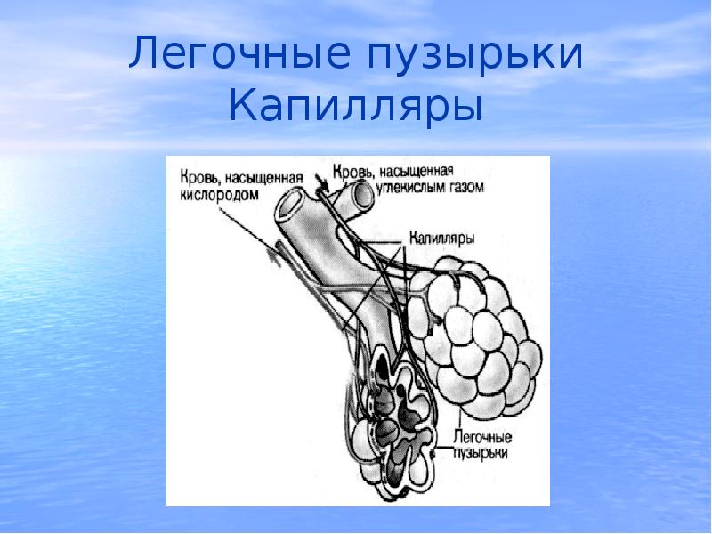 Функции легочных пузырьков. Легочные пузырьки. Легочные капилляры. Капилляры легочных пузырьков. Насыщение кислородом в легочных пузырьках.