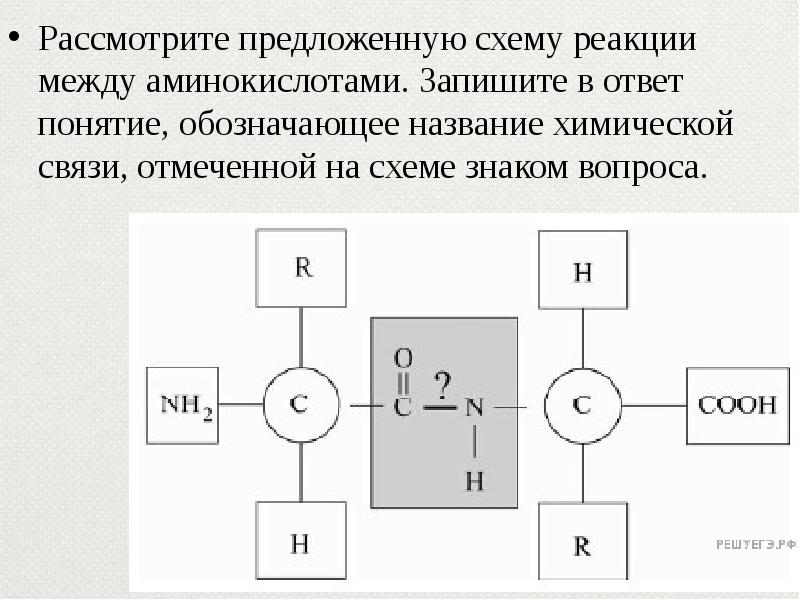 Рассмотрите предложенную схему реакции между аминокислотами запишите в ответ