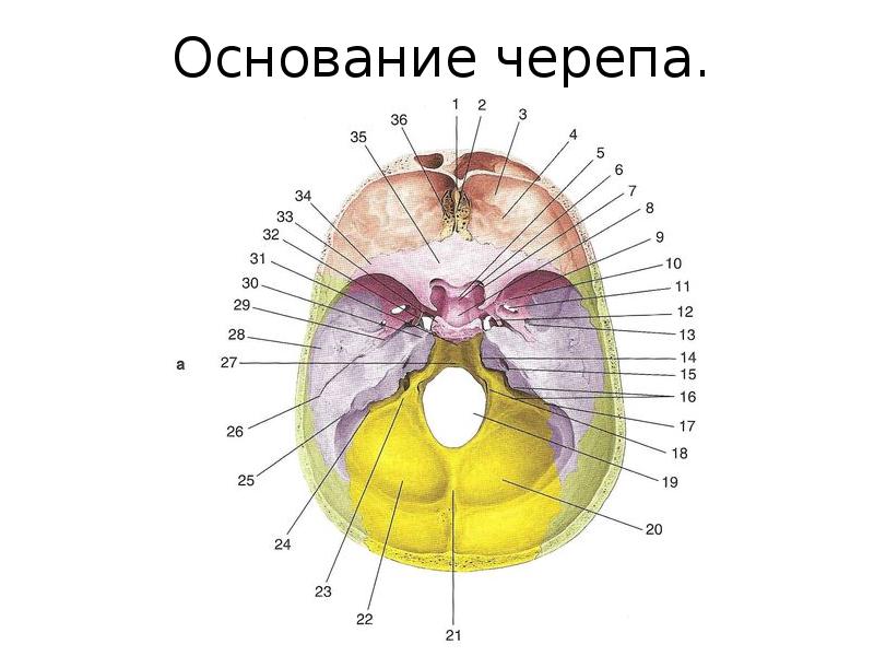 Основание черепа где. Внутреннее основание черепа топографическая анатомия. Топография внутреннего основания черепа. Внутреннее основание черепа медунивер. Строение черепа ямки.