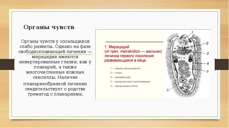 Органы чувств у червей. Нервная система сосальщиков червей. Органы чувств у сосальщиков. Органы чувств класс сосальщики. Органы чувств трематод.