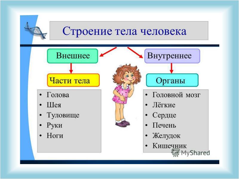 Проект тело человека 3 класс окружающий мир