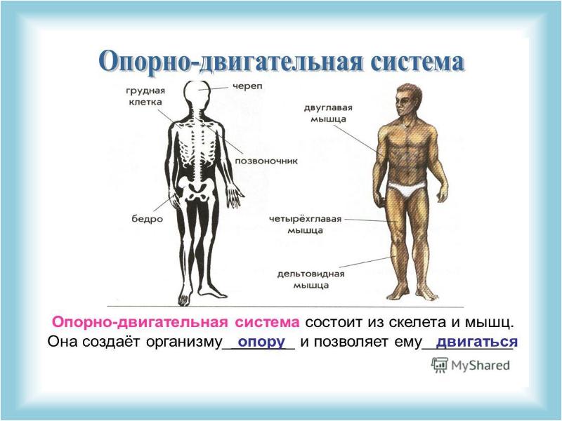 Проект тело человека 3 класс окружающий мир