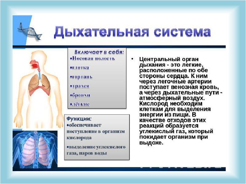 Презентация 3 класс окружающий мир организм человека презентация