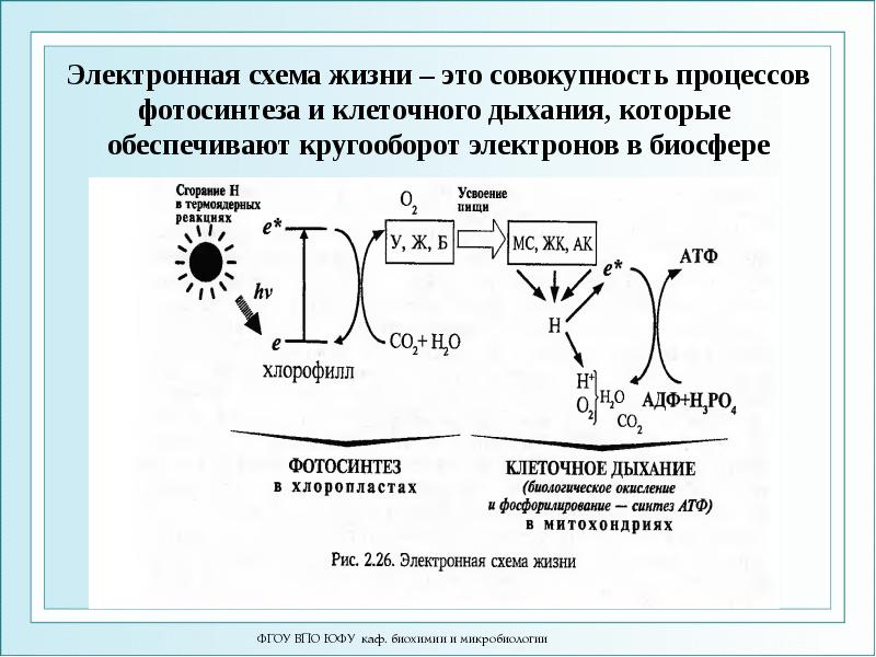 Электронная схема жизни