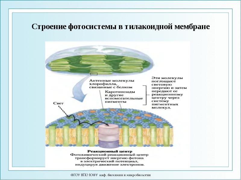 Что такое избирательная проницаемость мембраны клетки?. Плазматическая мембрана растительной клетки функции. Строение плазматической мембраны растительной клетки. Плазматическая мембрана растительной клетки. Что такое мембрана в биологии 5 класс.