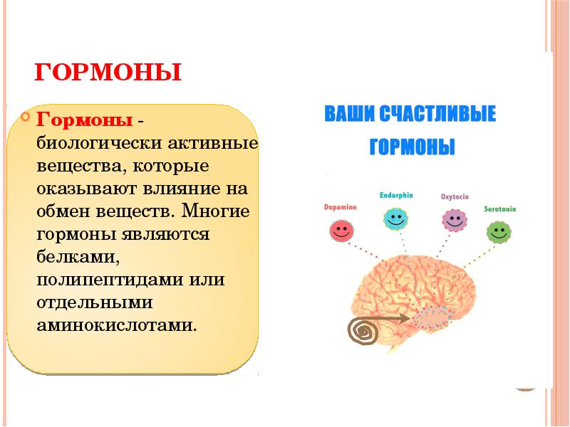 Белковый гормон человека