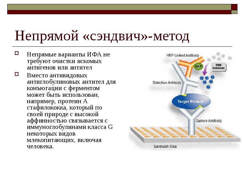 Необходимые ингредиенты особенности и схема постановки неконкурентного ифа методом сэндвича