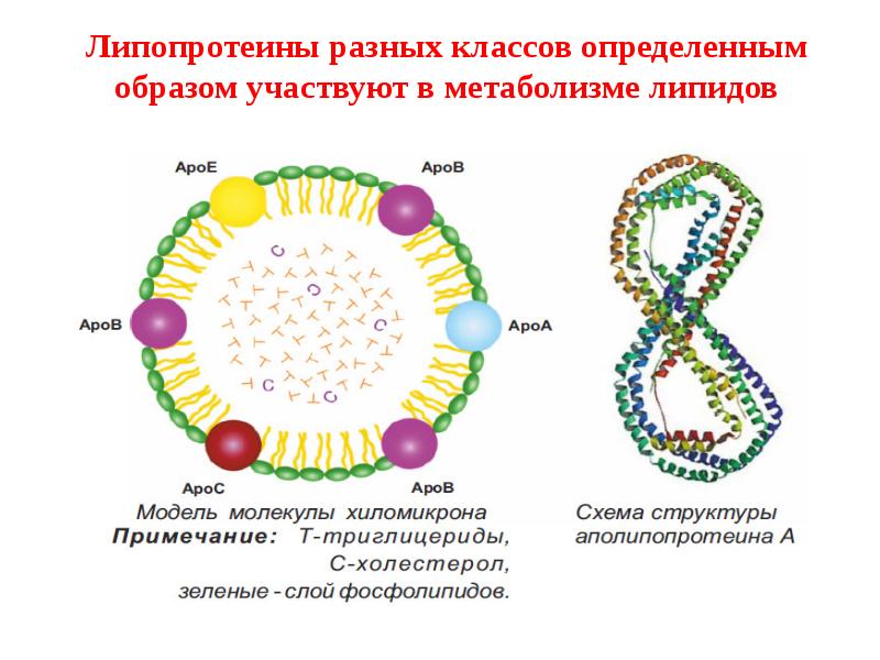 Липопротеины это. Липопротеины схема строения. Липопротеин схема строения. Липопротеин строение. Химическое строение липопротеина.